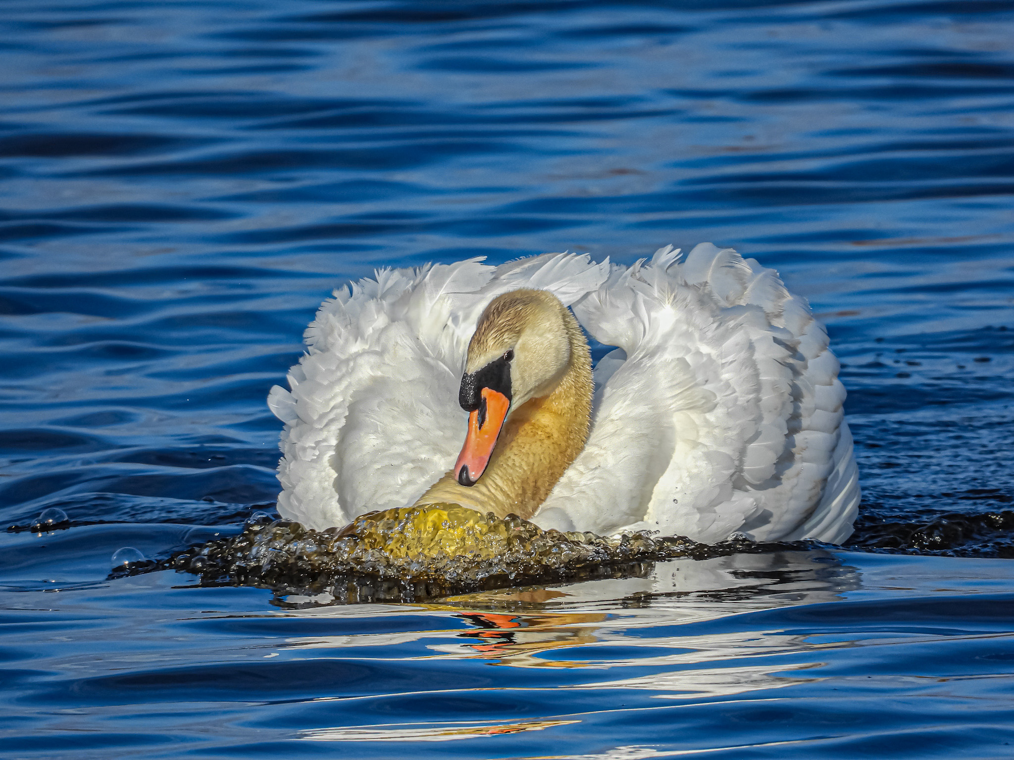 Open Nature 2nd   Charging Swan   by  Candi Taylor.jpeg